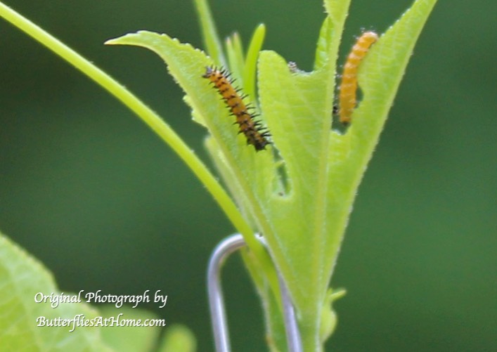 Gulf Fritillary caterpillars dining on a young Passion Vine